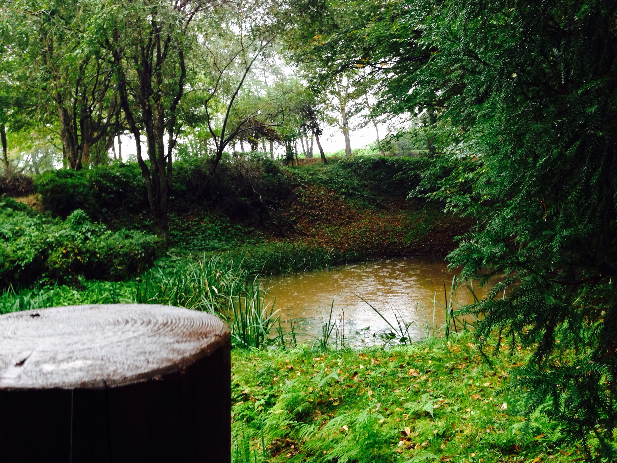 投稿についてもっと詳しく 秋、 お散歩フォト. Autumn and a park.