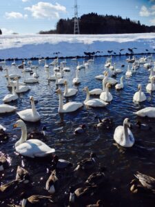 投稿についてもっと詳しく 白鳥.Swan @2015