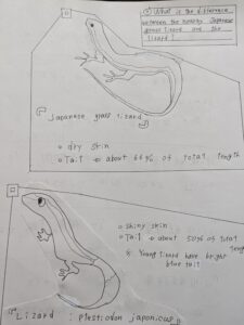 投稿についてもっと詳しく 私の近くにいるカナヘビとトカゲのちがいについて。　プレゼン資料。