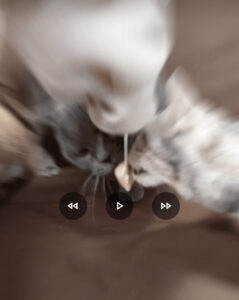 投稿についてもっと詳しく 猫カフェの話題…黄金のショート日記/2022.12.16