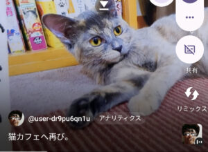 投稿についてもっと詳しく (●´ϖ`●)　猫カフェへ再び！